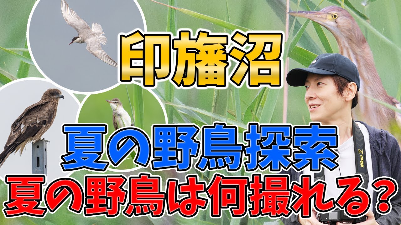 印旛沼へ夏鳥探索！！アシ畑で何が撮れる？？野鳥撮影-バードウォッチング