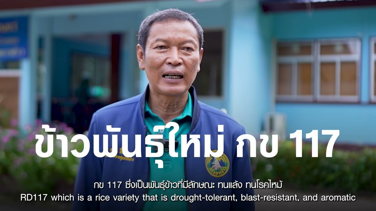 ศูนย์วิจัยข้าวสุรินทร์ รากฐานแห่งการพัฒนาข้าวหอมมะลิไทย : Khaosod - ข่าวสด