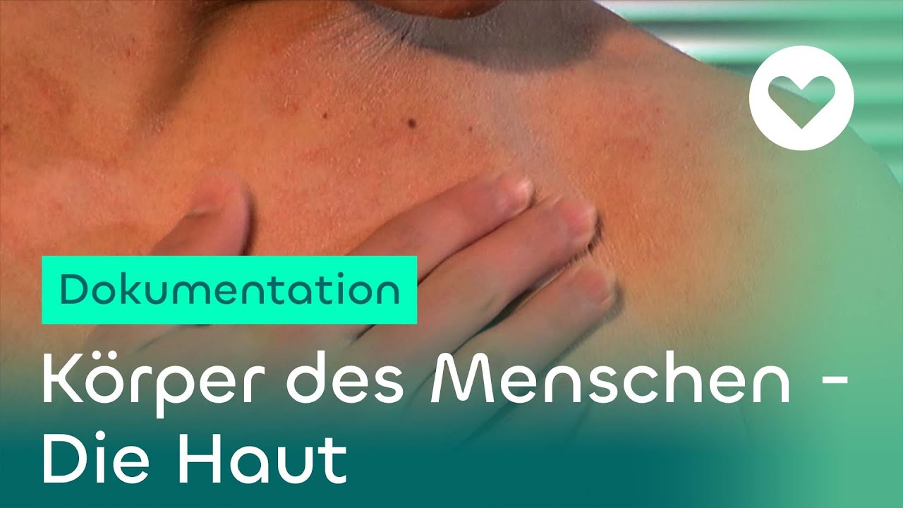 Körper des Menschen - Die Haut
