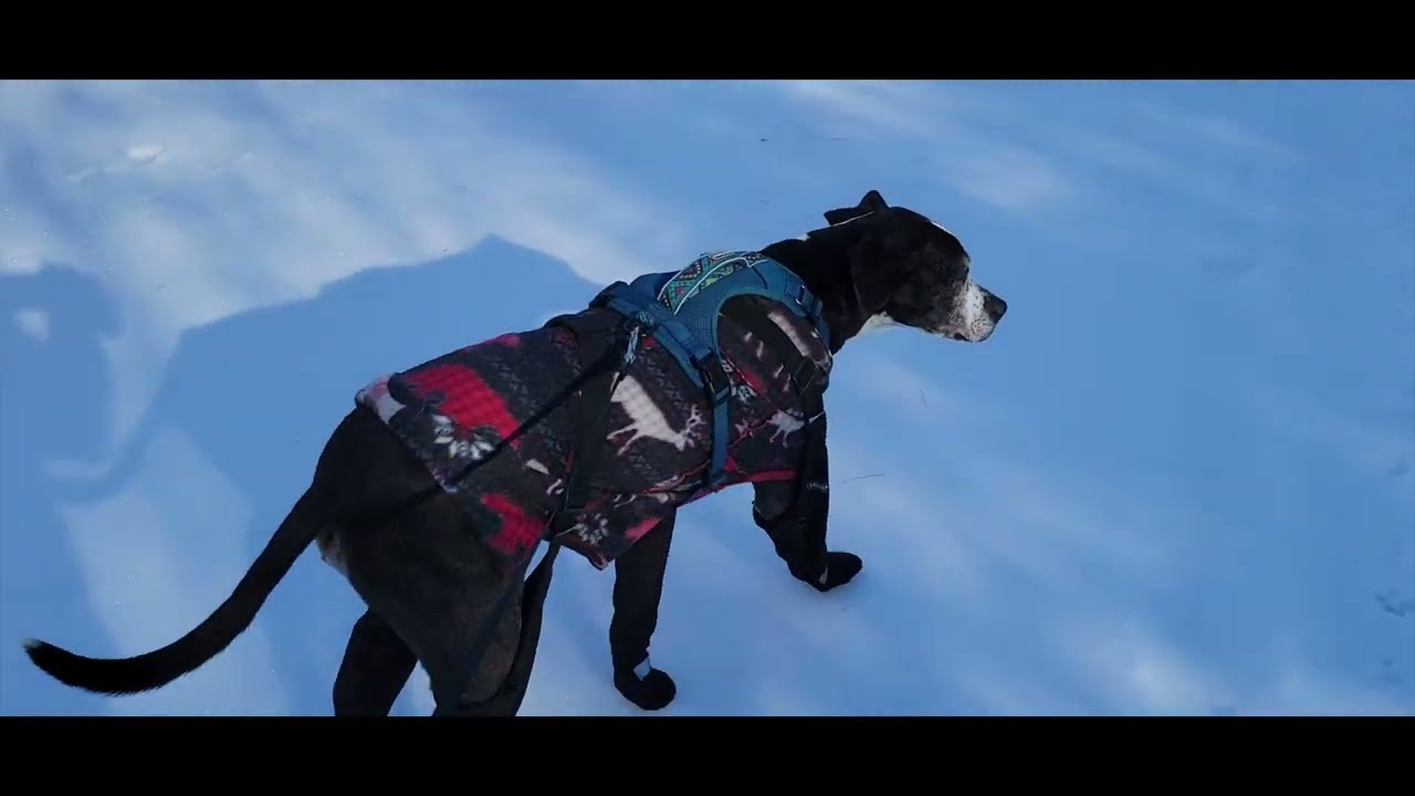 #30: Cold Paws & Toes? Helo flight NC to AK - DONE! Now, RV drive NC to AK!