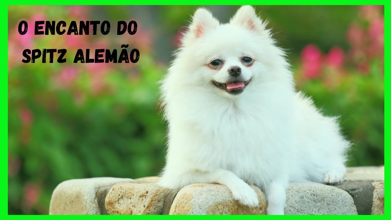 O Encanto do Spitz Alemão
