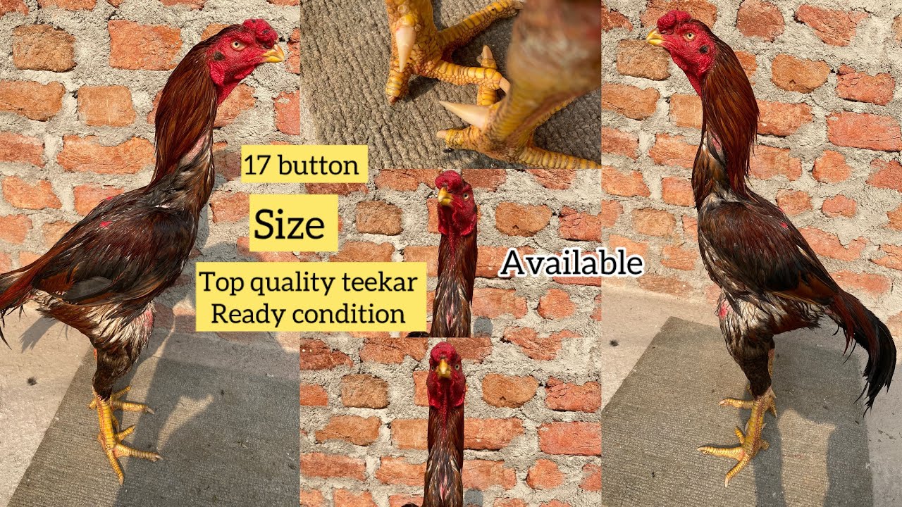 Alhamdulillah 🚫🚫🚫button 17 size ready condition teekar bird available katiyal double body #youtube 