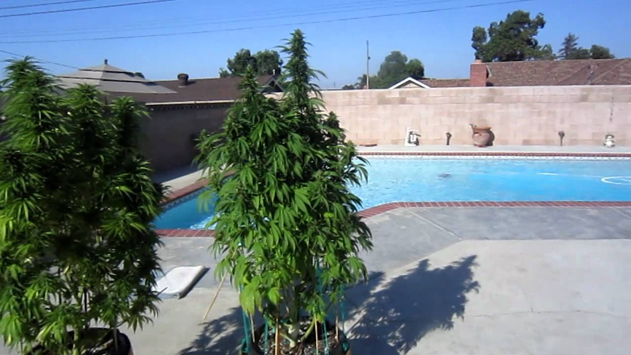Outdoor Trinity Kush OG18 Northern light blue 15 weeks?