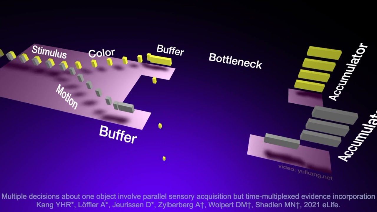 Yul Kang - Dual Task Interference Animation (2021)