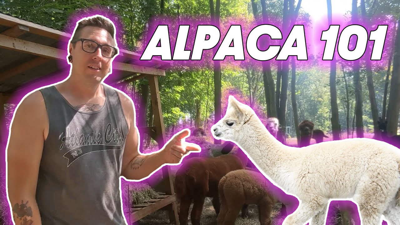 ALPACA 101 - 5 Basics to Alpaca Care