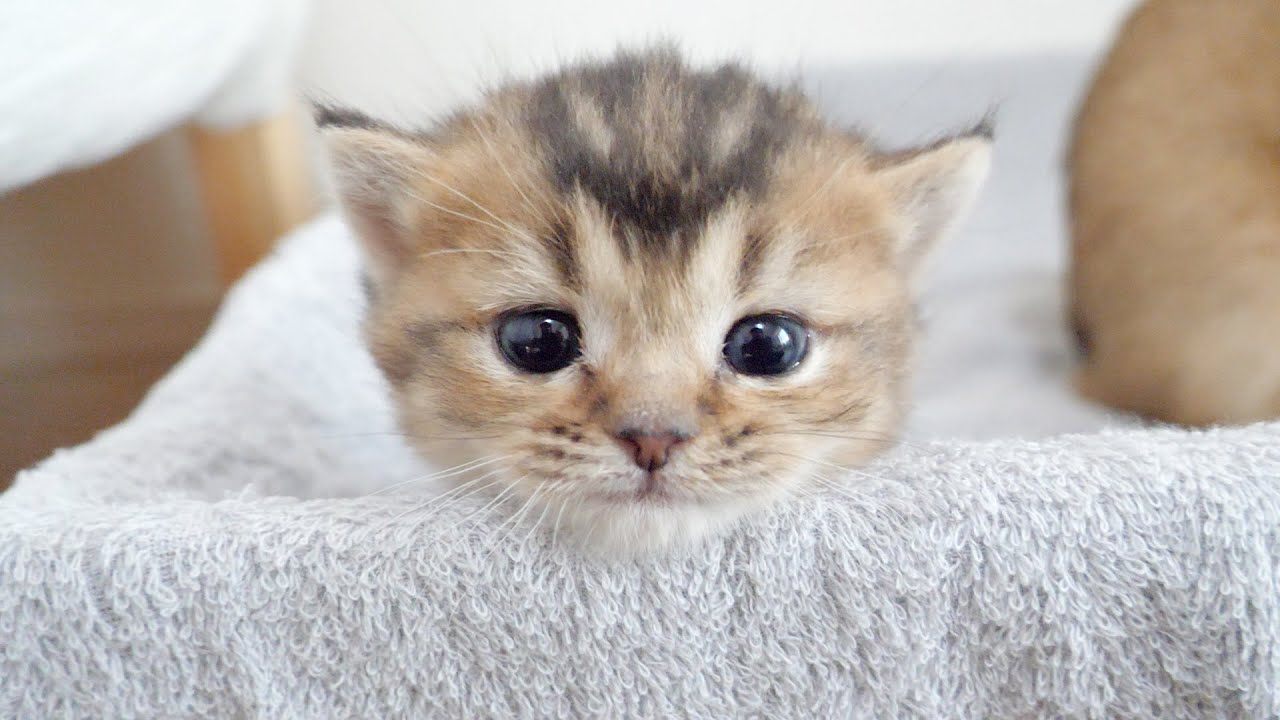 When I let the kitten Kiki smell my socks, she looked like this ...