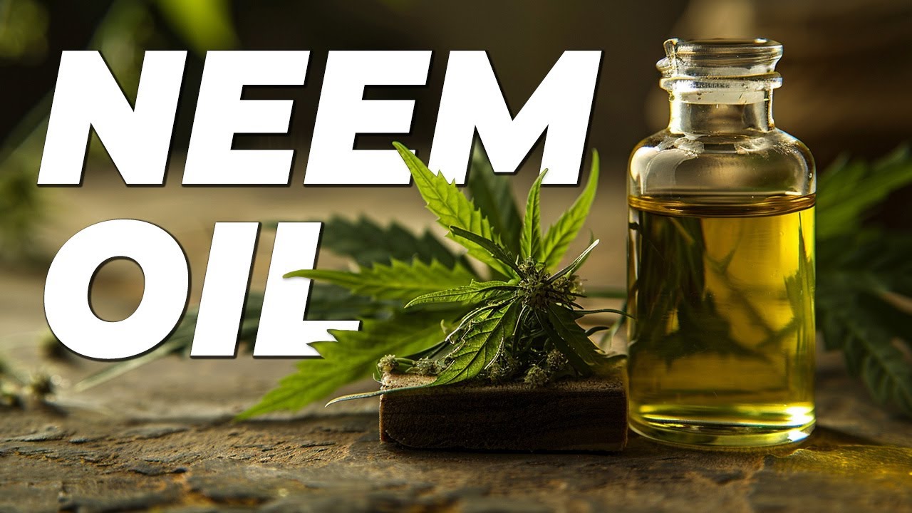 Neem Oil | Organic Pesticides for Cannabis