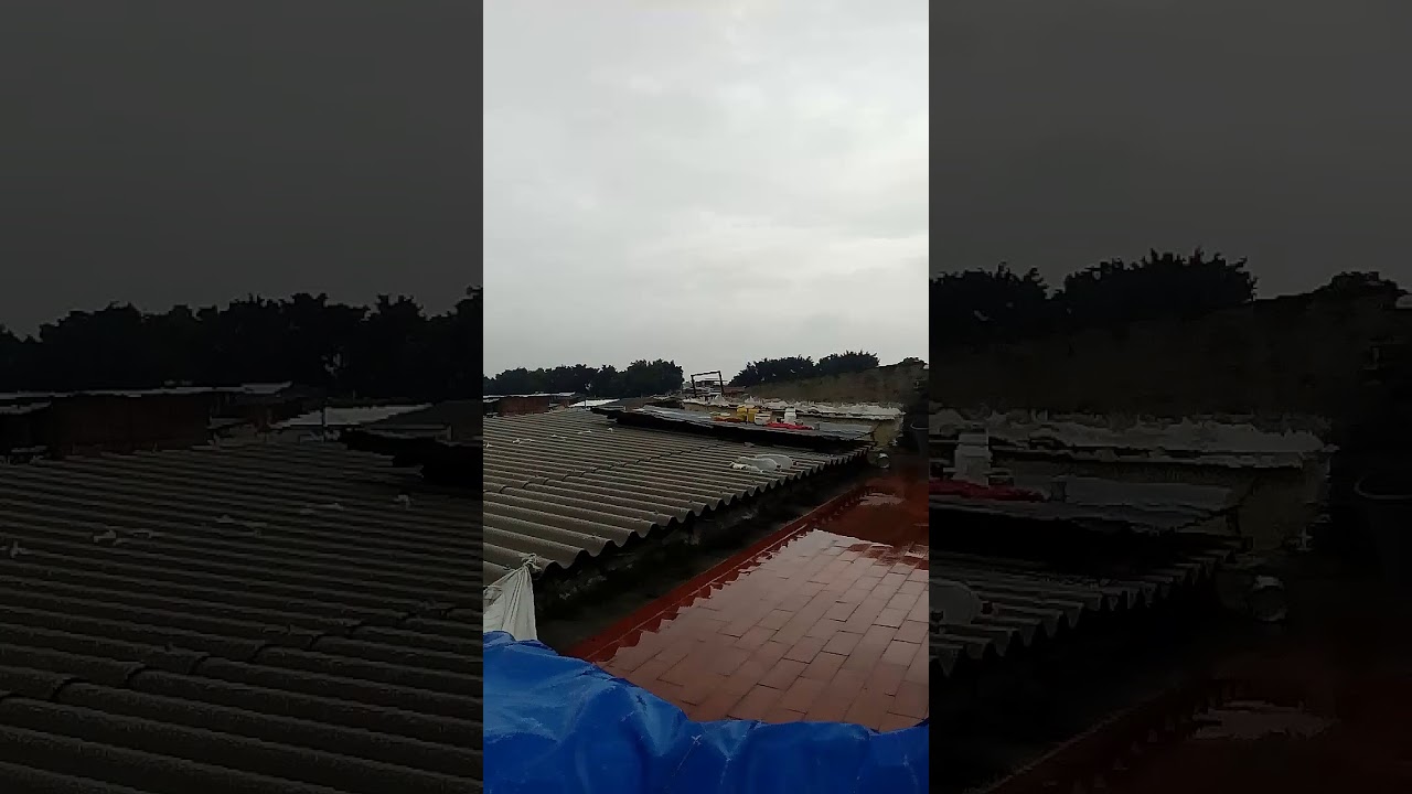 Marihuana en floracion  y pistilos