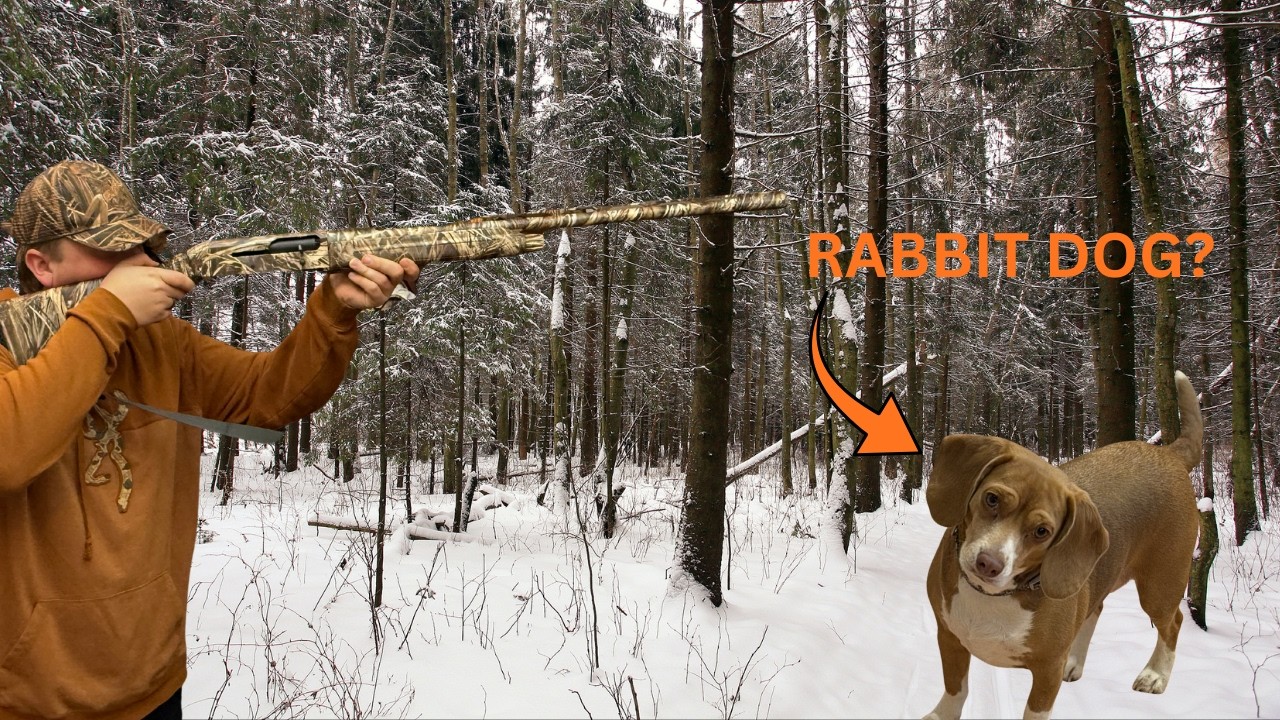 Beagle Ears and Rabbit Trails: Zach’s Day in the Woods