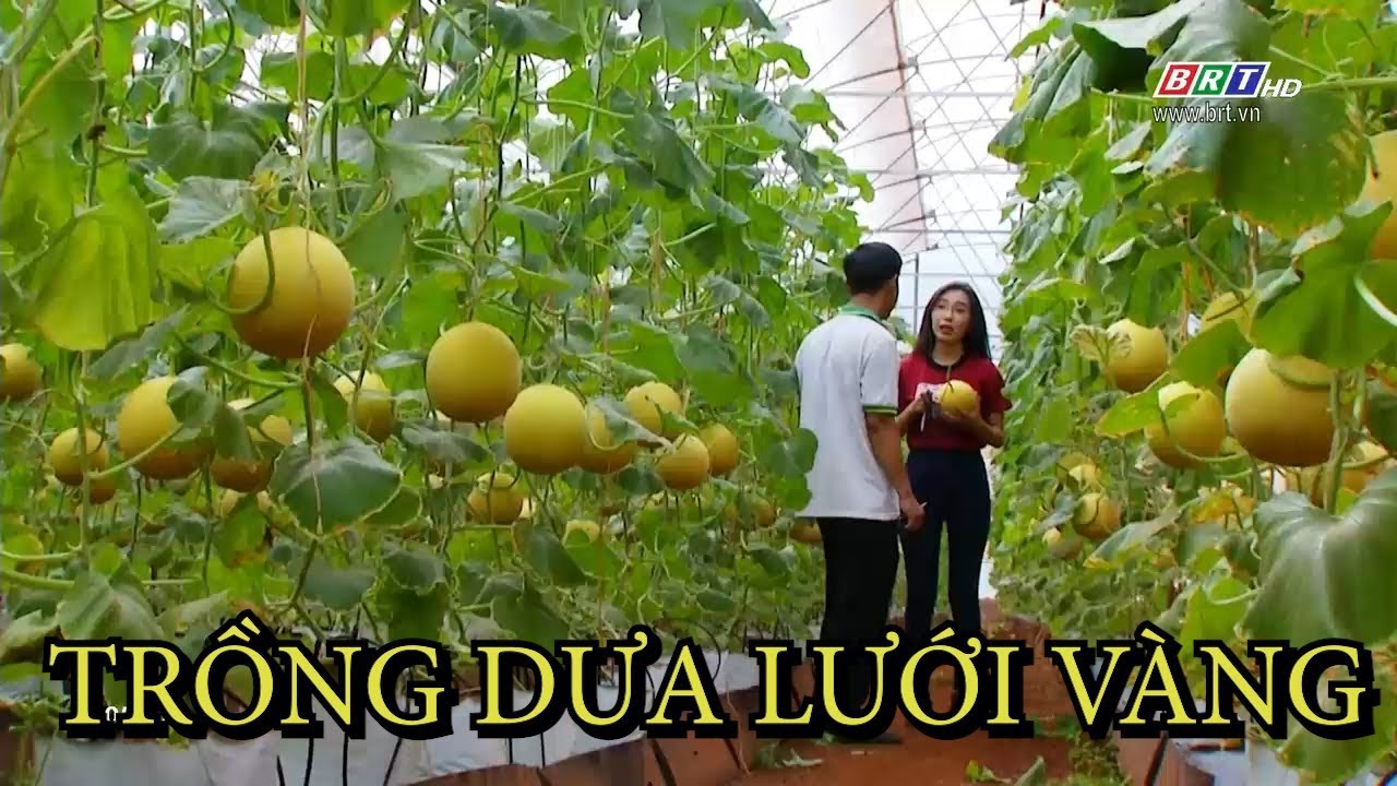 Trồng dưa lưới vàng, thu hoạch quanh năm