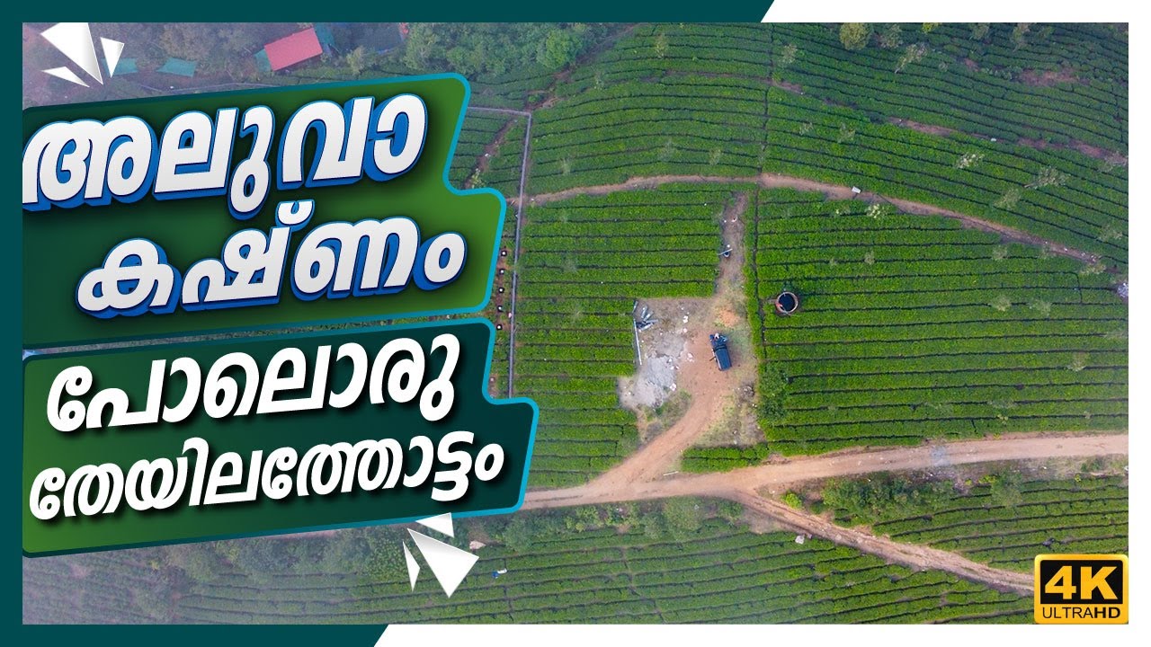 അലുവാ കഷ്ണം പോലൊരു തേയിലത്തോട്ടം വിൽക്കാനുണ്ട് | Tea Estate | 27.75 Cents | For Sale | Vagamon