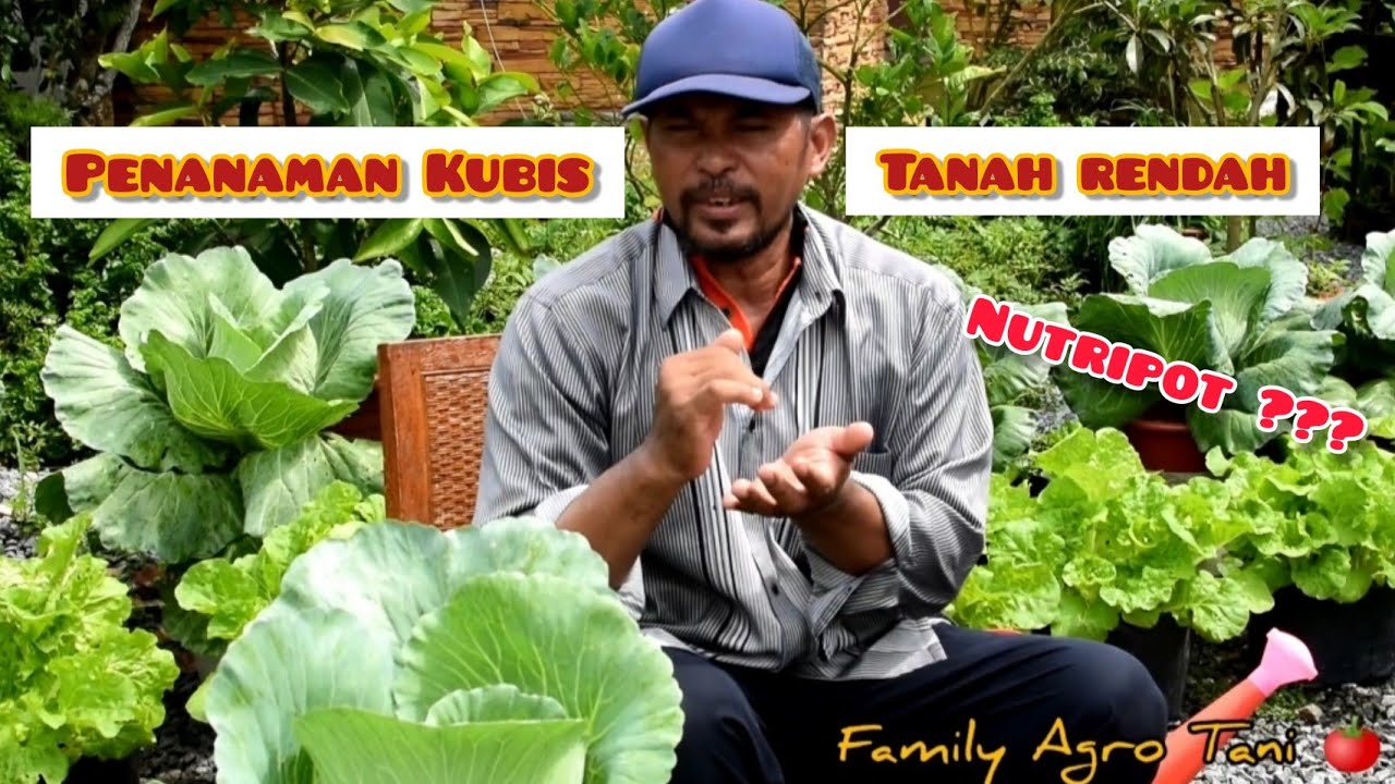 PENANAMAN SAYUR KUBIS/KOBIS TANAH RENDAH ( Cara Tanam Sayur Kubis/Kobis )