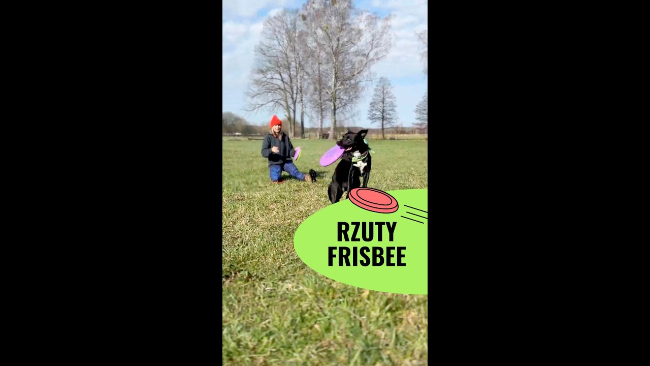 Jak prawidłowo rzucać psu frisbee? - John Dog
