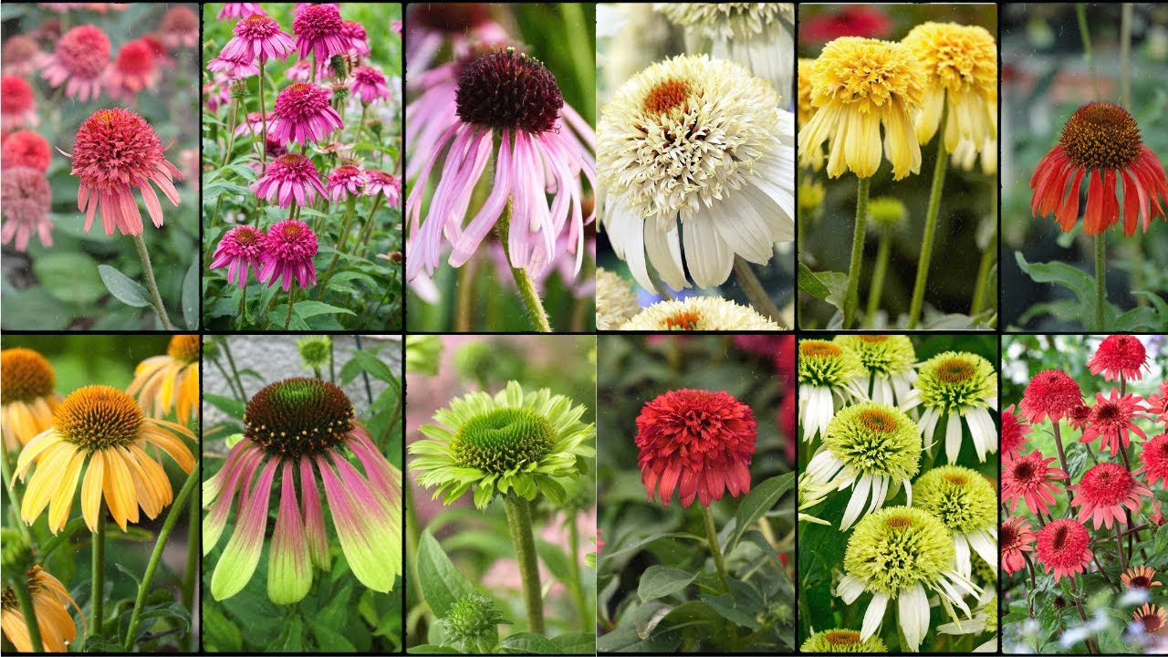 CONEFLOWERS PLANTS VARIETIES - Plants Weekly