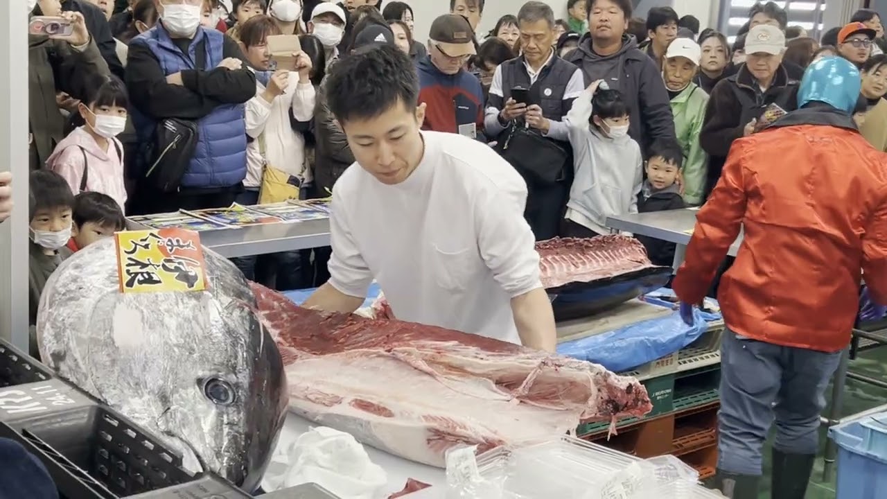 姫路市場市民大感謝祭に行って200キロの「本マグロ解体ショー」を終始撮影しました　2025年11月29日（土）
