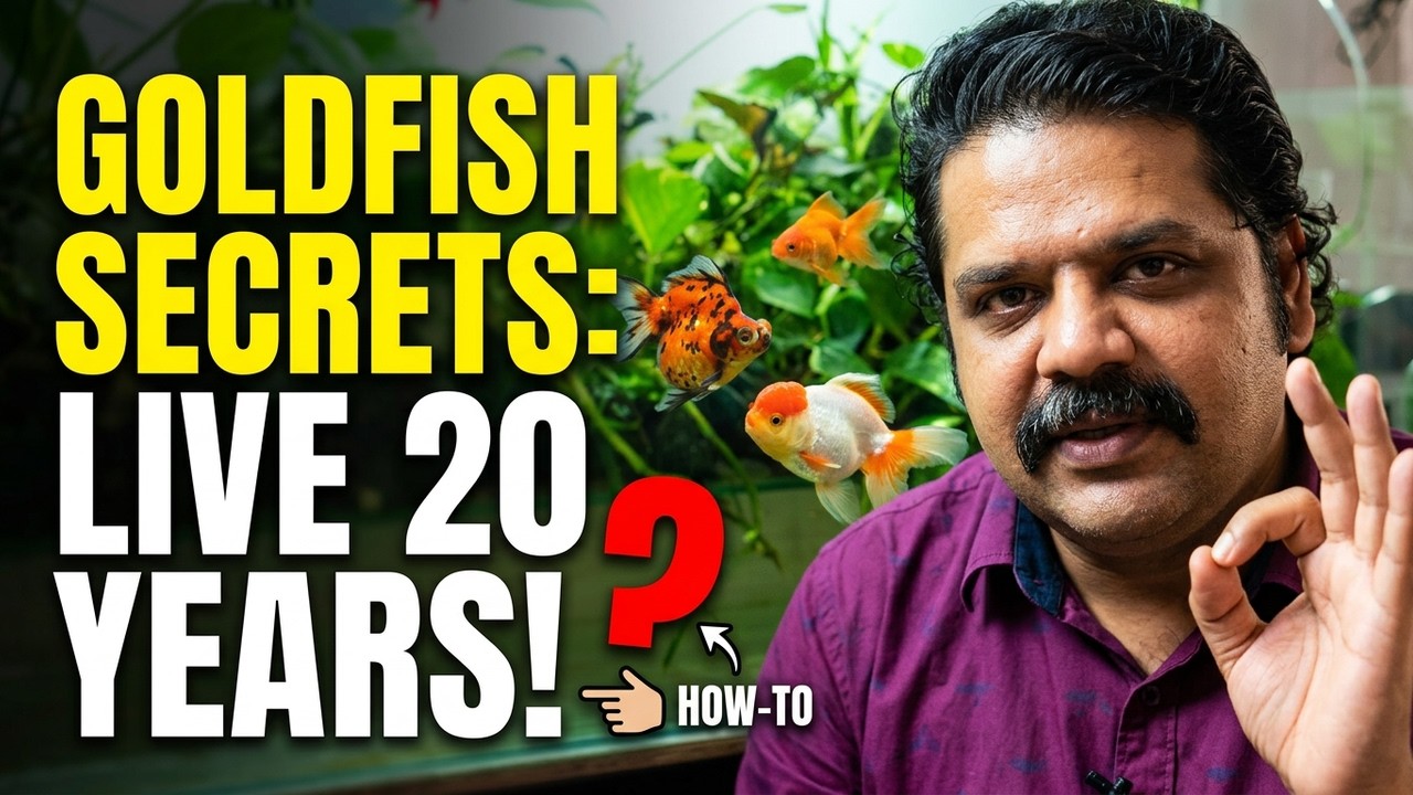 World's Most Popular Fish| Why Goldfish Isn't Living As Long As It Should | How To Care For Goldfish