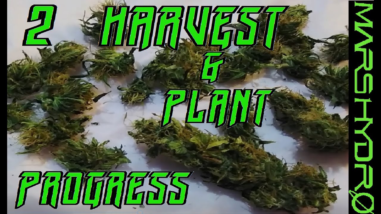 weed Plant Progress + Harvest weed i grew with Mars Hydro Lights, Harvesting Buds