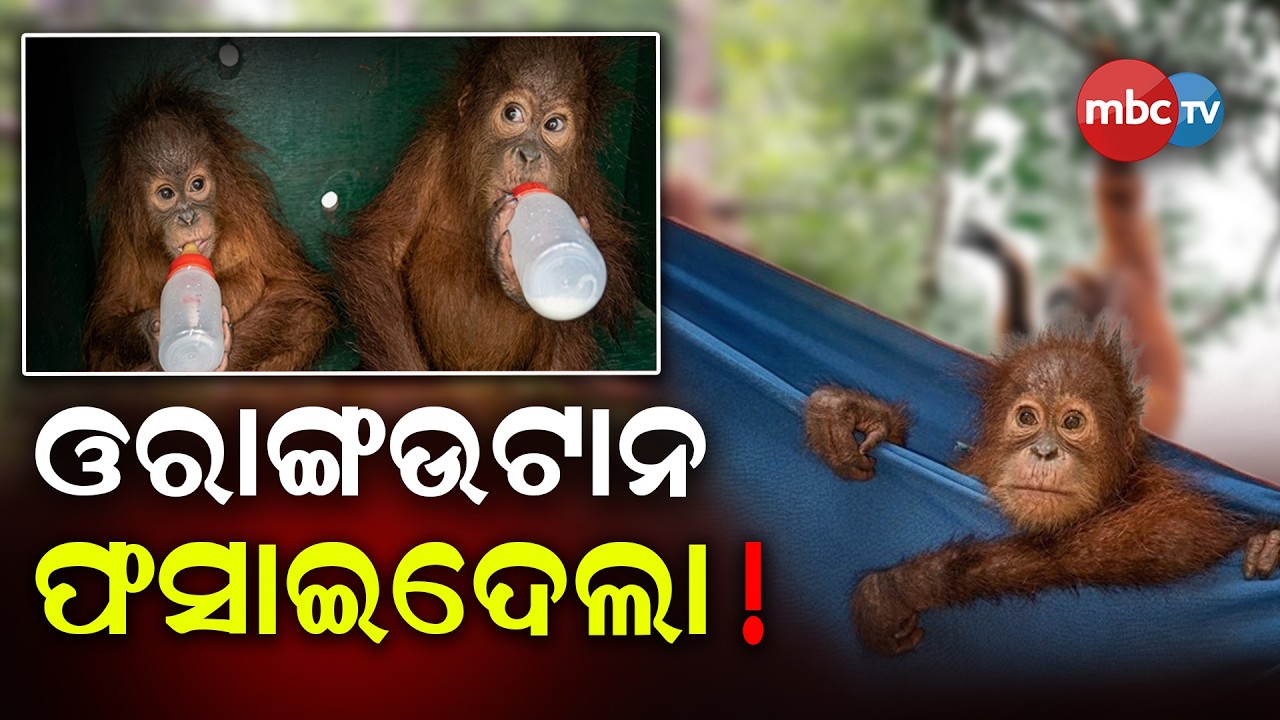 🔴 LIVE : AJIRA ODISHA | ଓରାଙ୍ଗଉଟାନ - ଫସାଇଦେଲା !