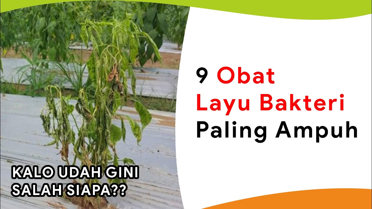 9 Obat Layu Bakteri Paling Ampuh