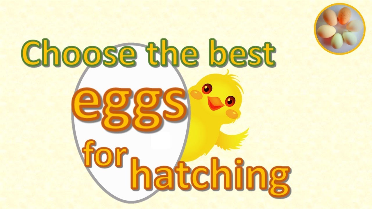 How to choose fertile eggs for hatching