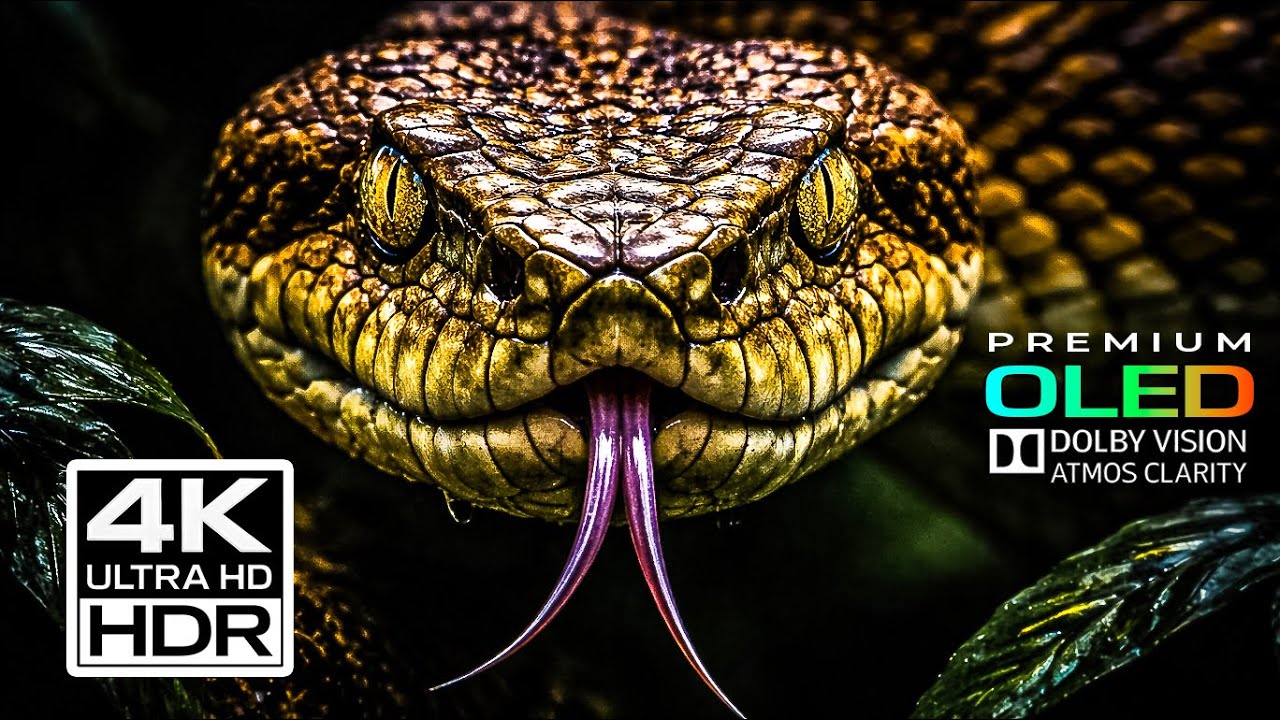 KINGS OF THE WILD — Deadly Snakes in Documentary 4K Ultra HD | Dolby Vision OLED (TV Demo)