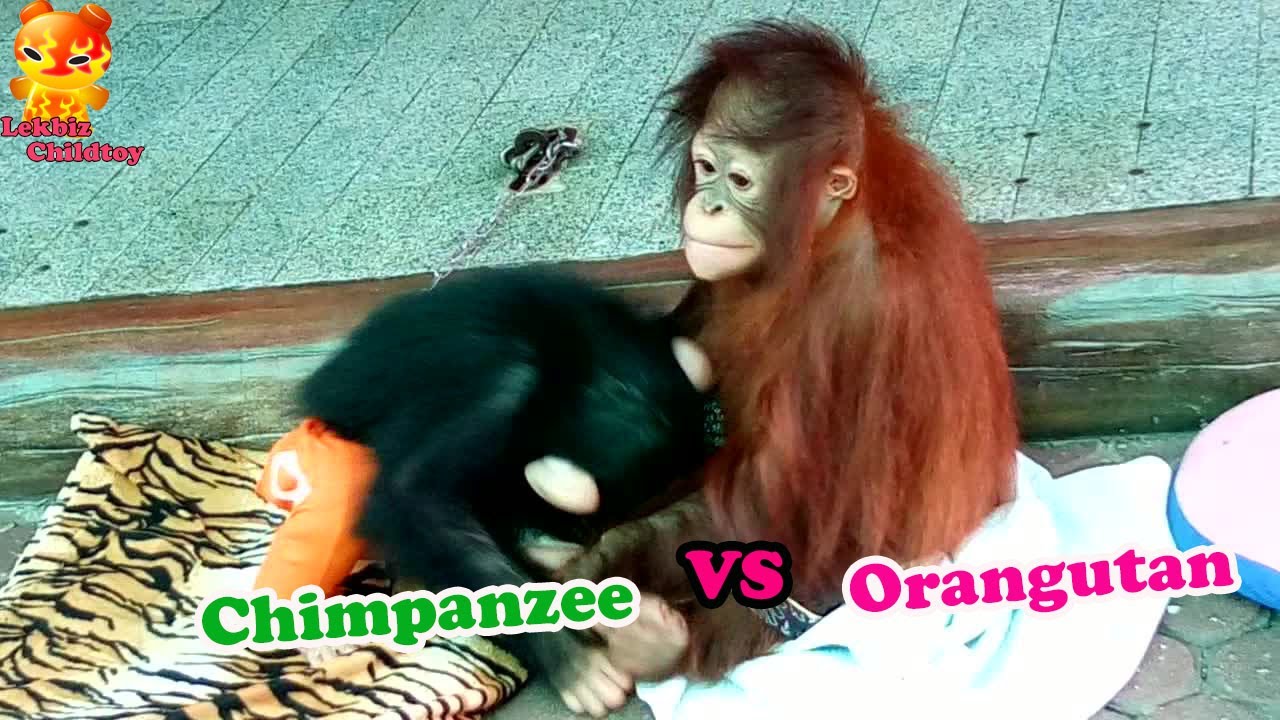 To Watching ......Baby Chimpanzee VS Baby Orangutan