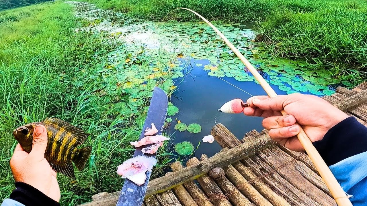 ELES BOTARAM PARA CORRER DO CÓRREGO, DEPOIS FOI SÓ AS BOCUDAS VOADORAS! Pescaria Caipira