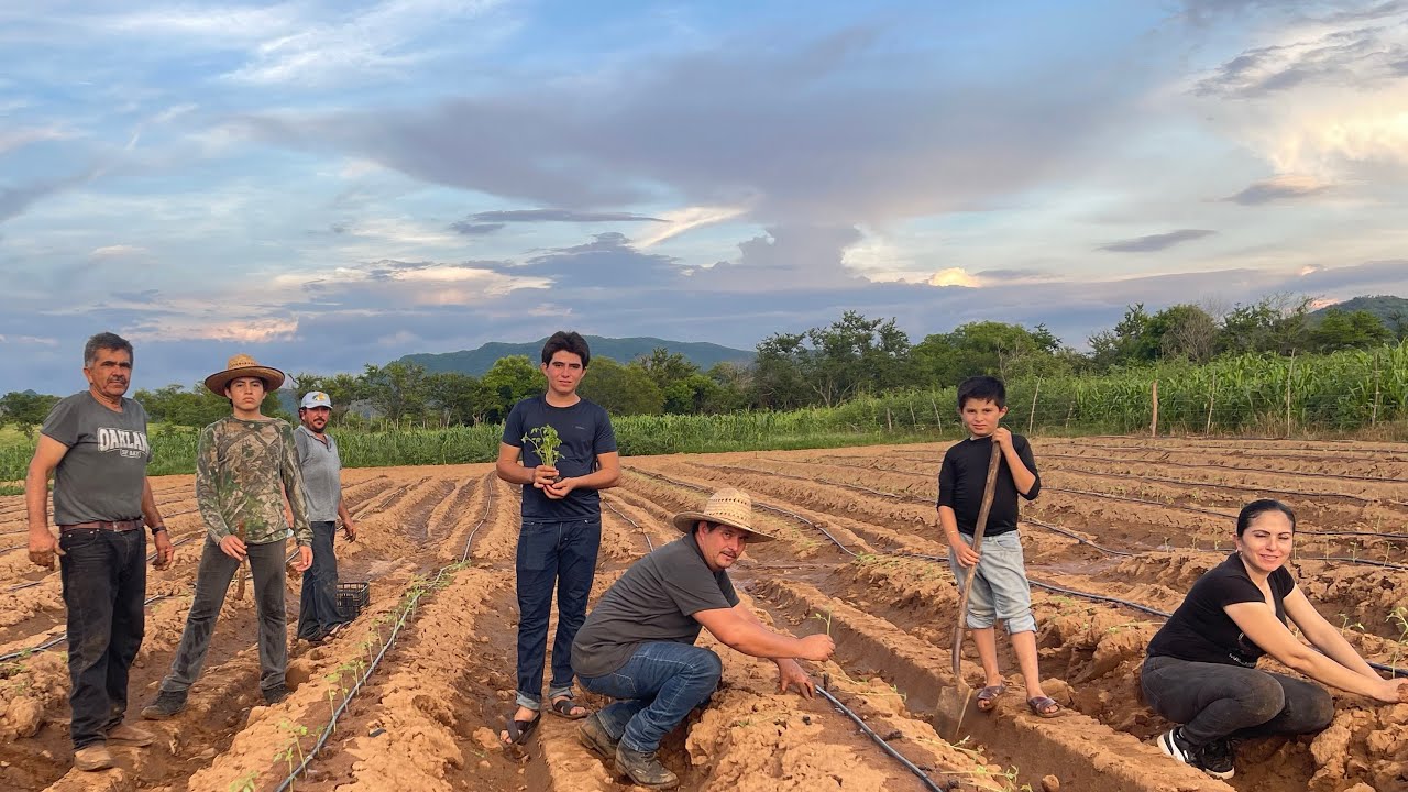PLANTEANDO TOMATES EN EL RANCHO TODA LA FAMILIA 