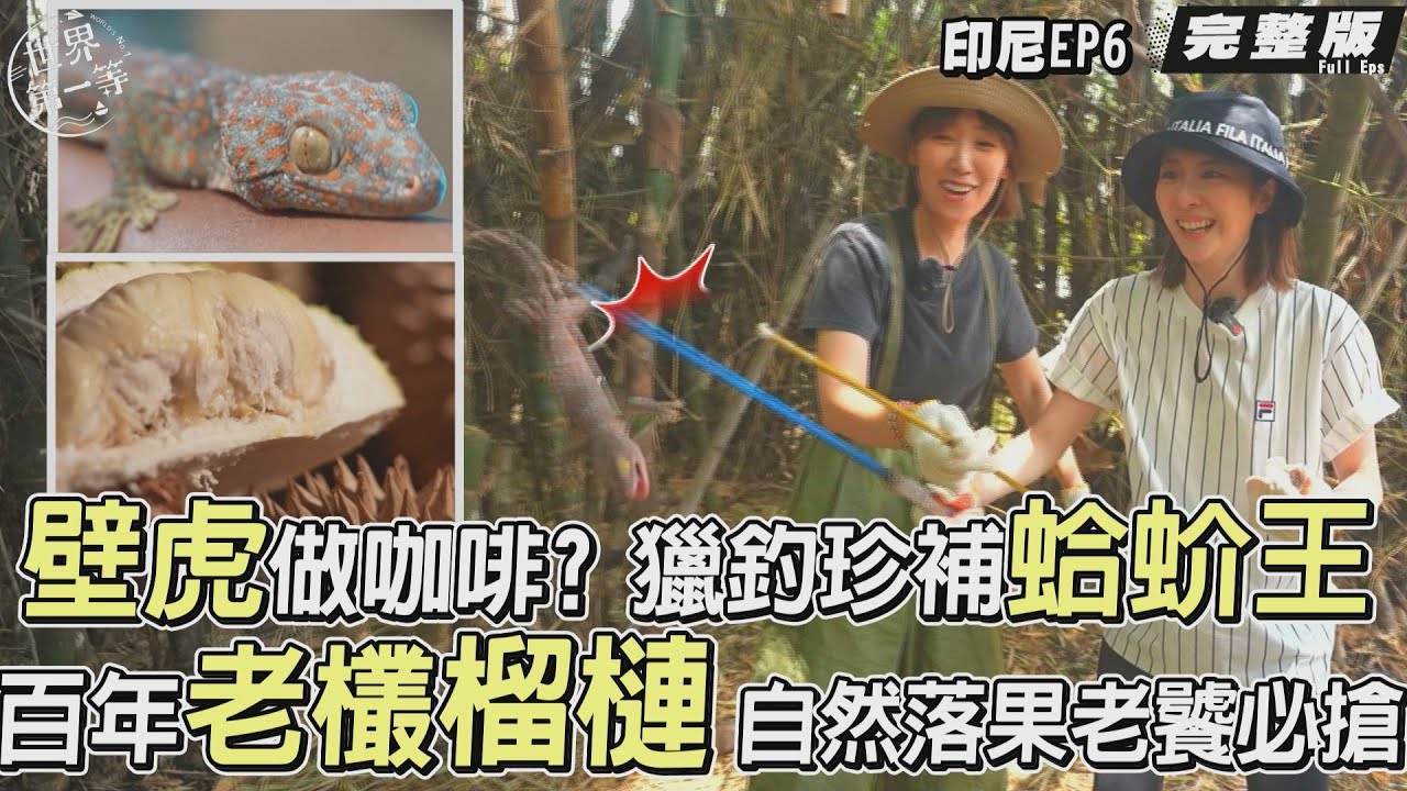 【印尼】李懿 張景嵐｜珍補蛤蚧做咖啡/老饕必搶 百年老欉榴槤／印尼美眉青春露草藥飲／國慶扇子排球《世界第一等》1121集搶先看 Full EP.1121 Tokay gecko durian