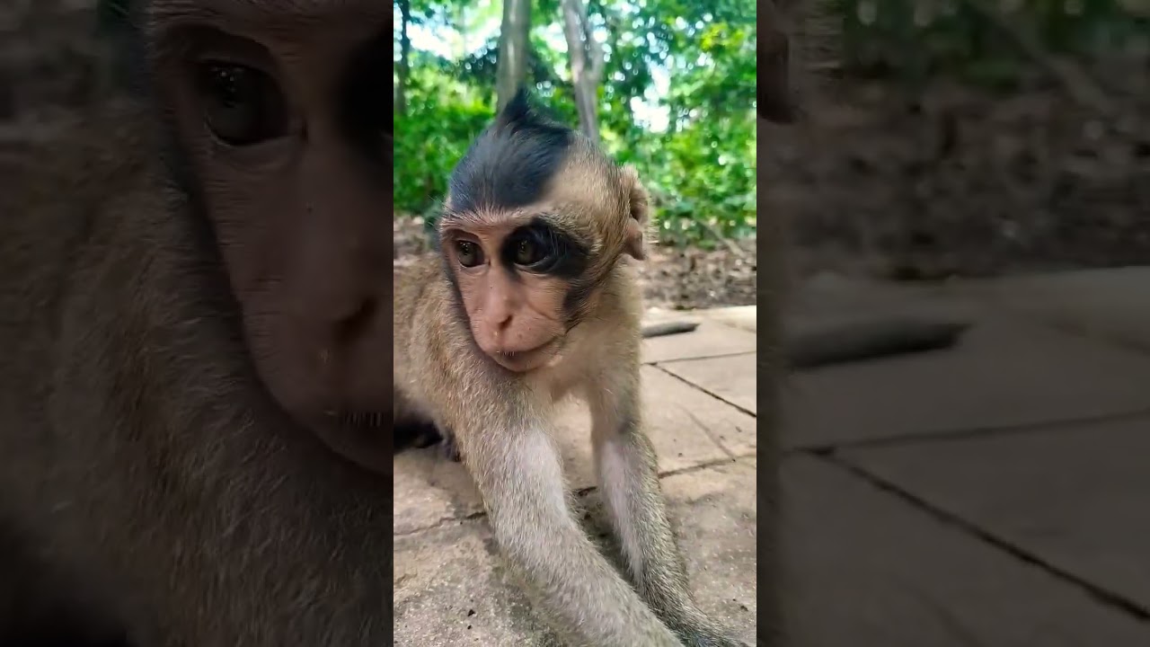 Shiloh poor monkey #langmonkey #shiloh