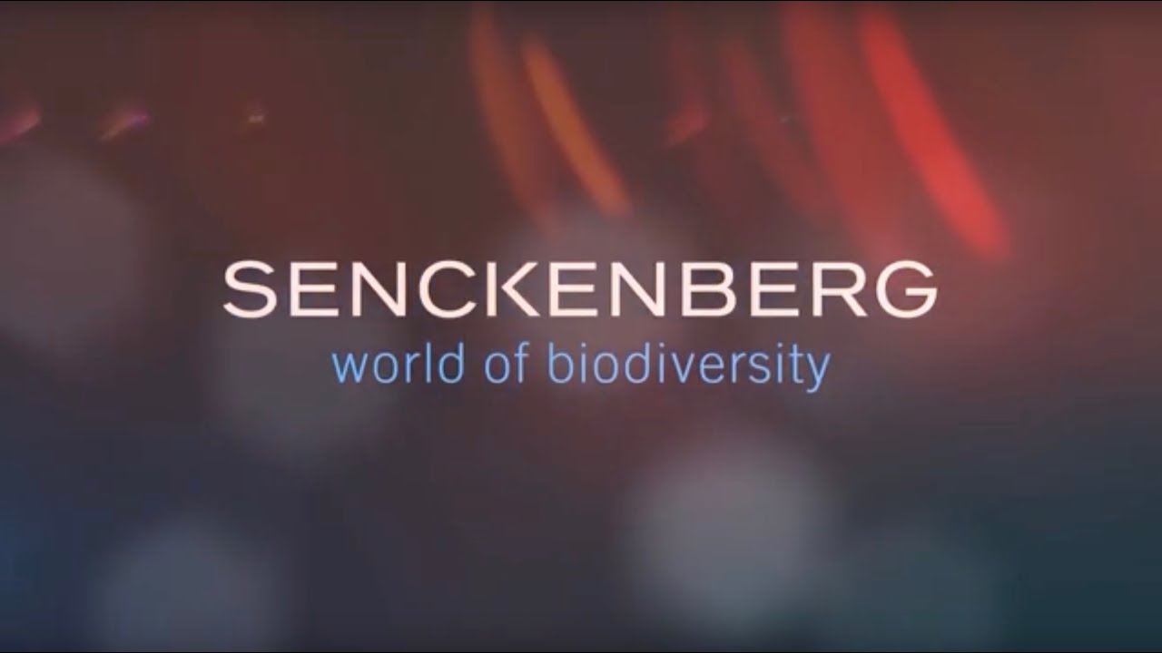 Das neue Senckenberg-Museum erkl&auml;rt