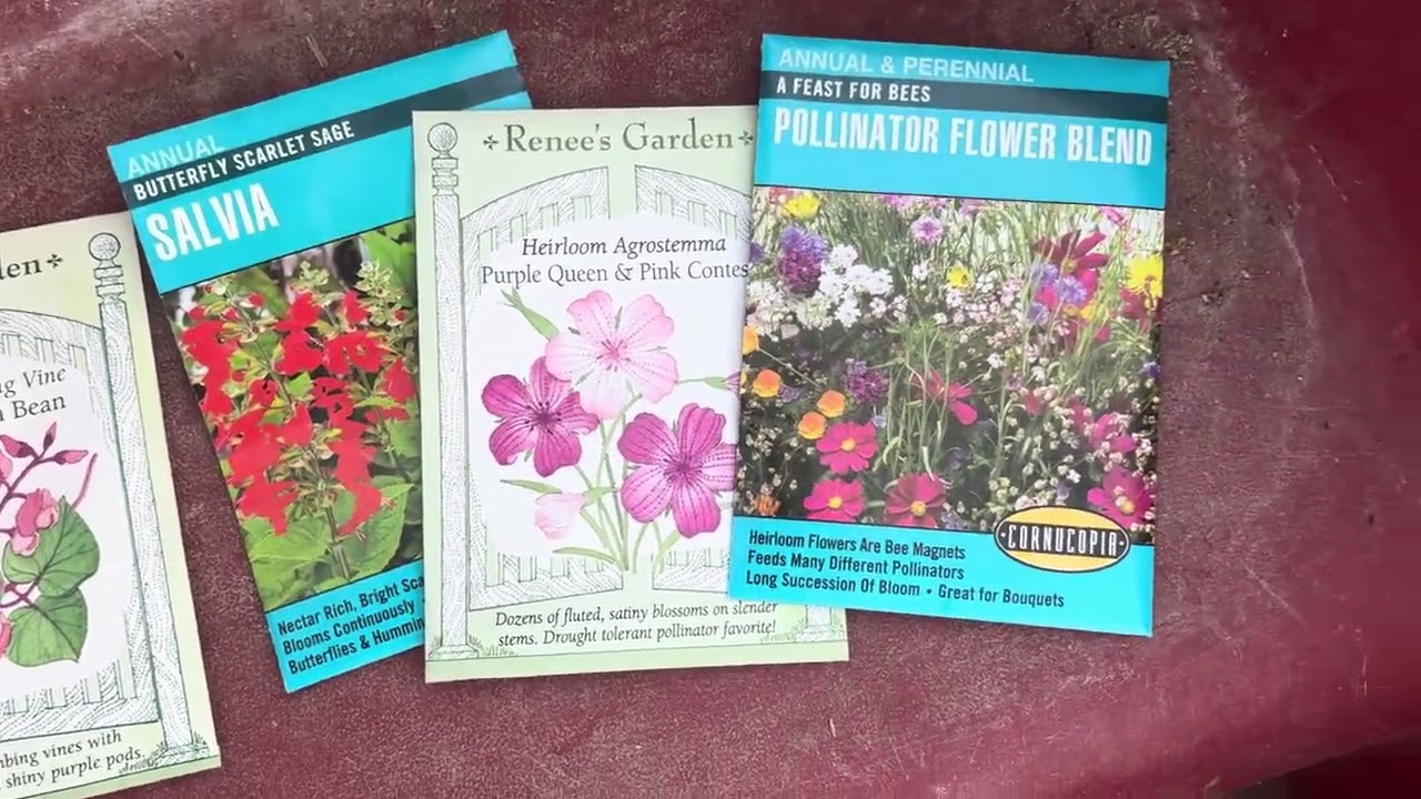 Sowing pollinator seeds | Garden tour 