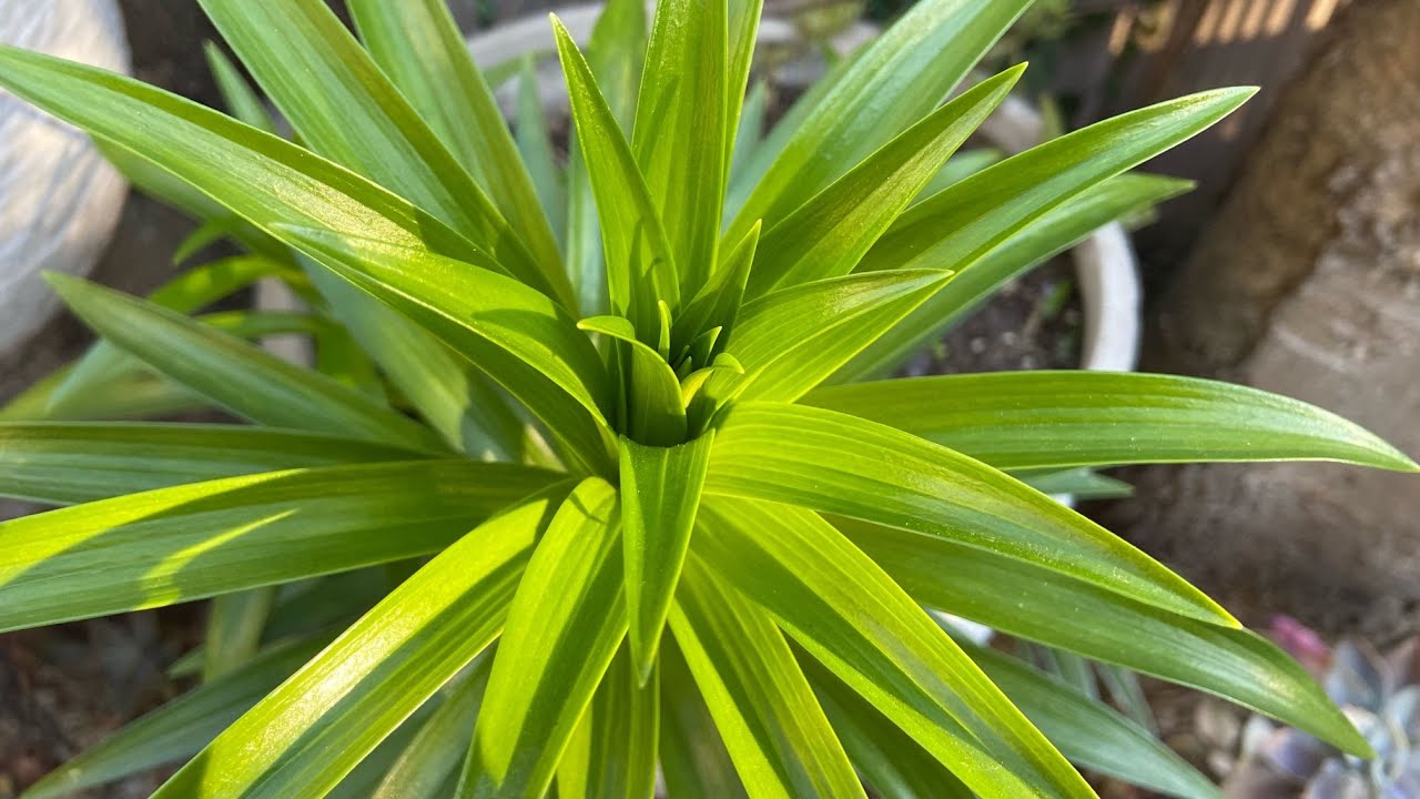 【21199】百合花种植正是时节，种球种植及养护，九点总结在最后 // 静姐说花742