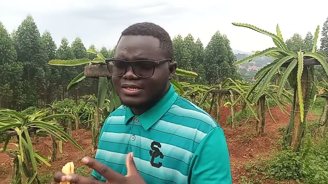 GOOD NEWS TO KNOW ABOUT DRAGON FRUIT FARMING. Watch till the end.