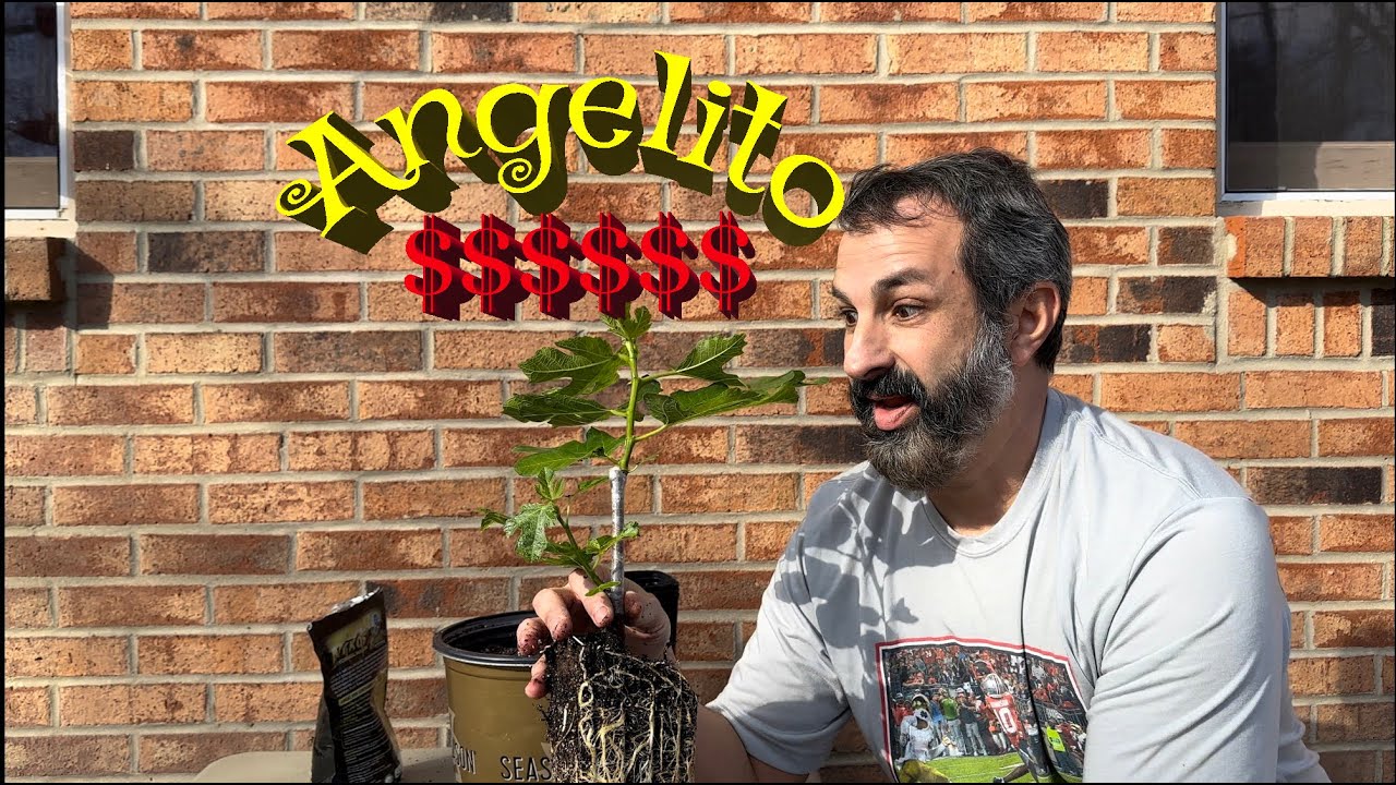 The Most EXPENSIVE Fig Tree in the World!  Aggressive re-potting a 6 week old Angelito cutting