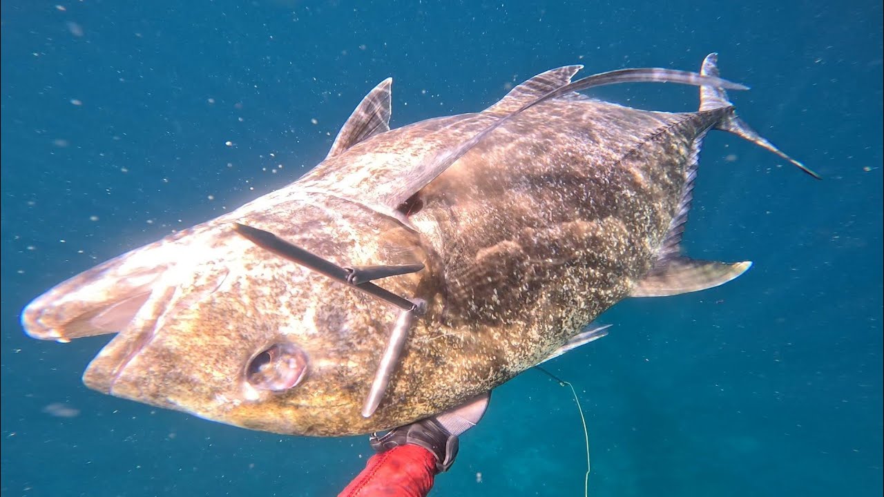 SPEARFISHING with JOY ADVENTURE 🙌 | PURO PELAGIC 🤑 | SPEARFISHING PHILIPPINES 