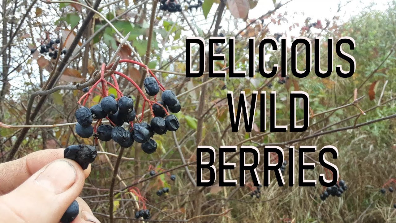 Plant ID - Nannyberry
