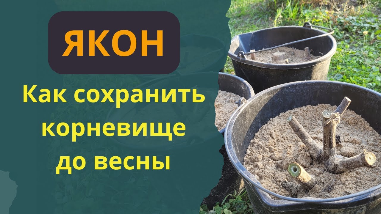 Якон. Хранение корневища зимой, до весны