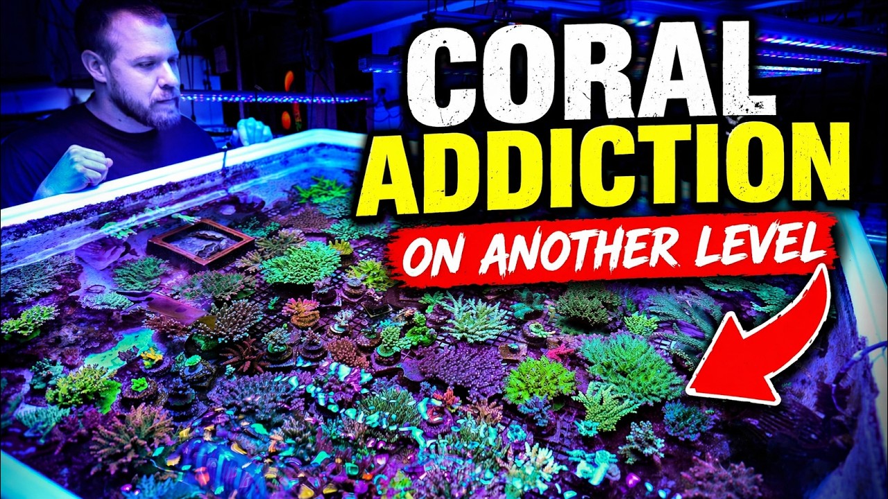 The Biggest Private Coral Farm I&rsquo;ve Ever Seen (1,500 Gallons)