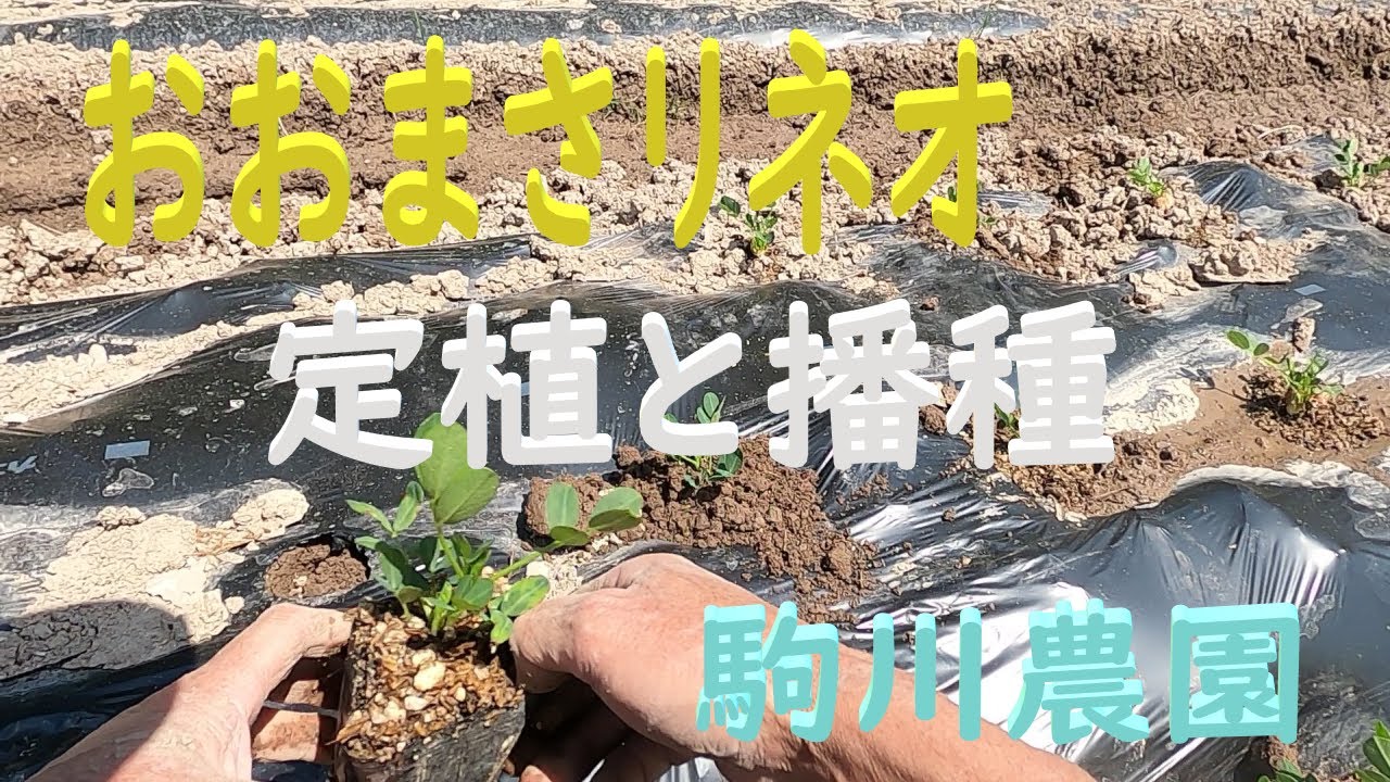 落花生おおまさリネオの定植と播種　駒川農園　23.5.2