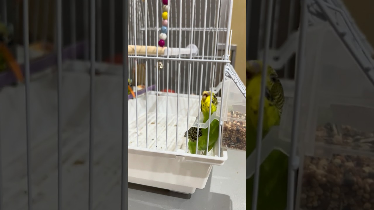 Is this normal budgie behavior,or is my little Dany just being extra silly? Any budgie experts here?