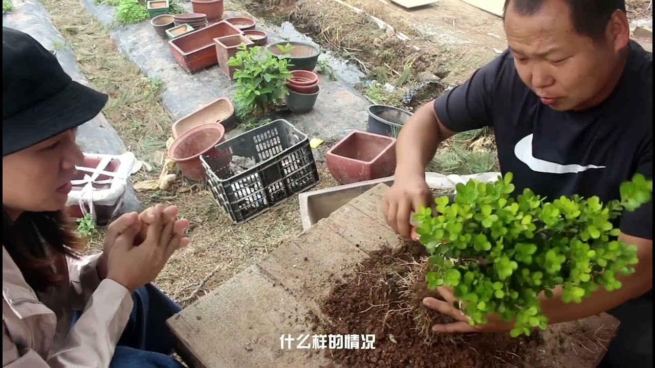 人靠衣装树靠换盆！种地的黄杨经过精心栽种上盆，变得好看多了