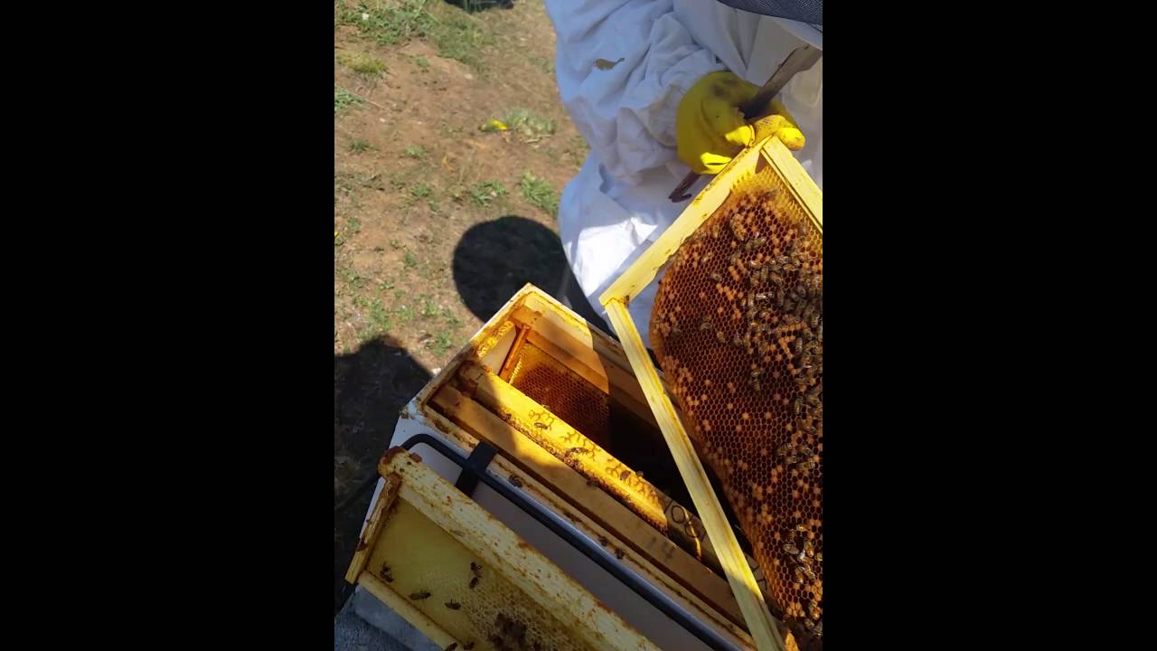 My niece Katelyn learning how to keep bees.