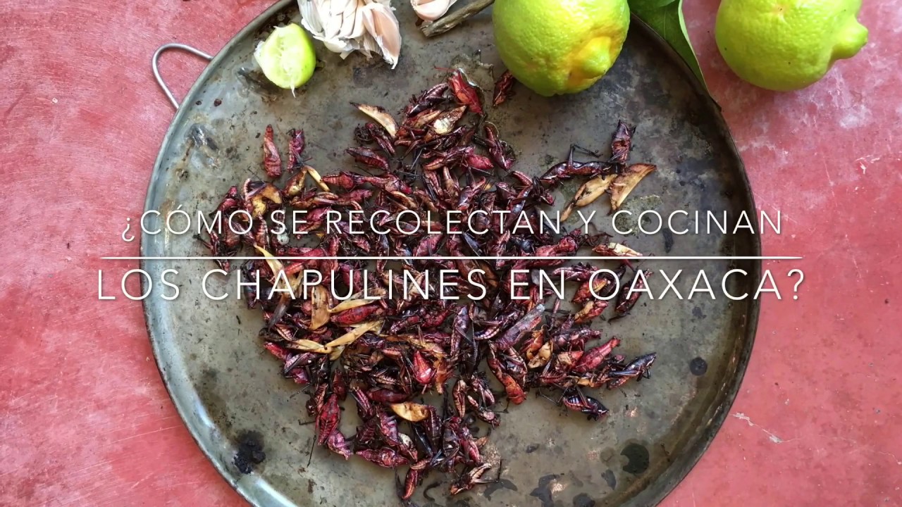 &iquest;C&oacute;mo se recolectan y cocinan los chapulines en Oaxaca?