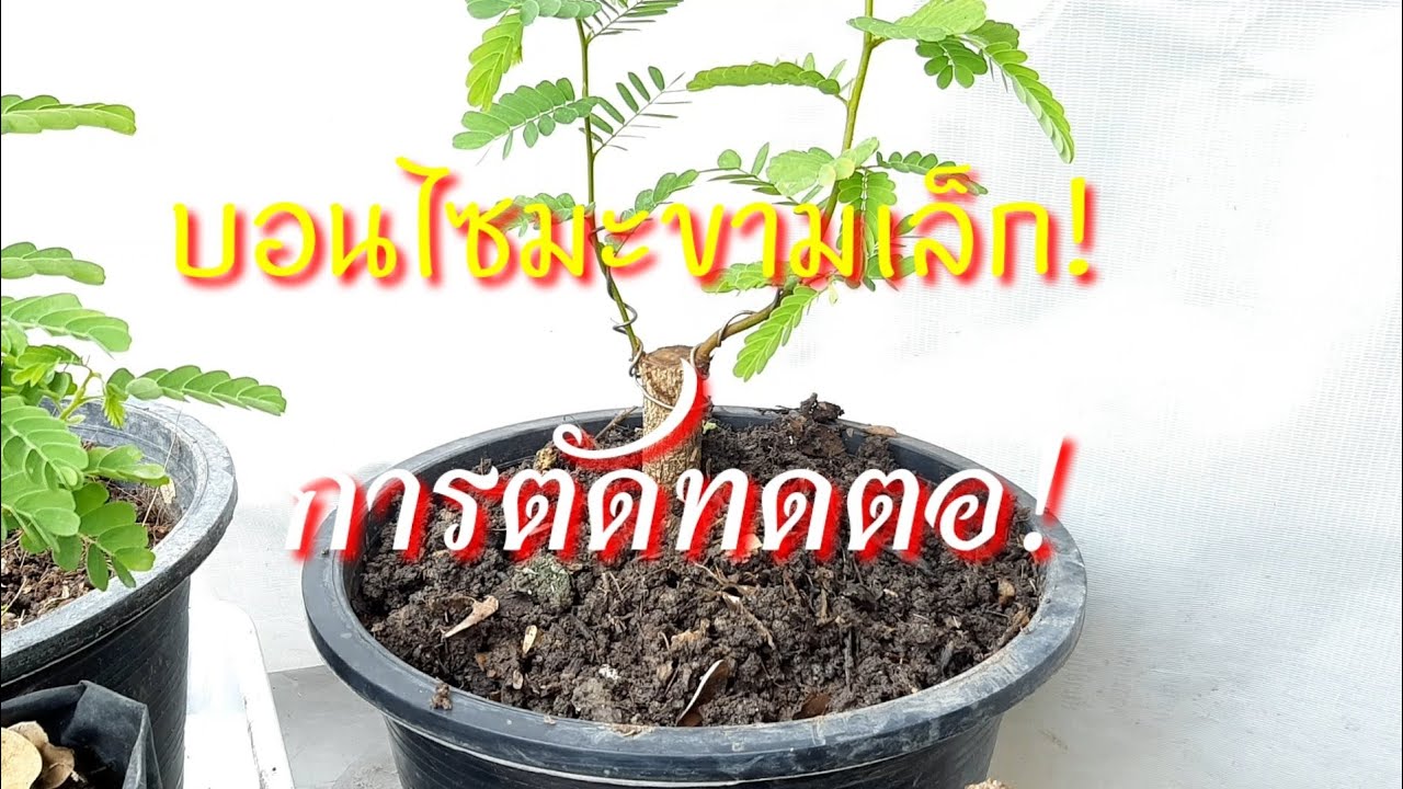 บอนไซ ; มะขามตอเล็ก,เตรียมตอแบบตอตรง,แบบตอบิดเอี้ยว,เข้าลวดบิด,ตัดทด,ไม้เริ่มต้น