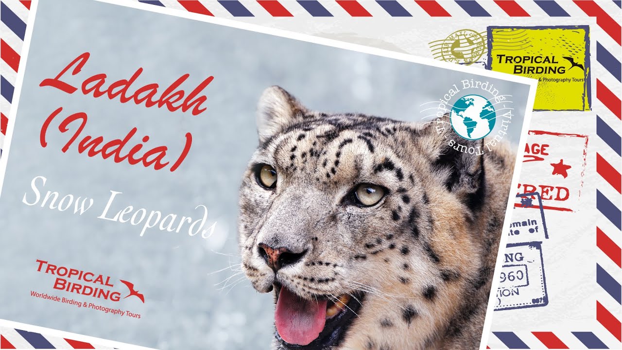 Tropical Birding Virtual Tour Snow Leopard (Ladakh, India) by Ken Behrens