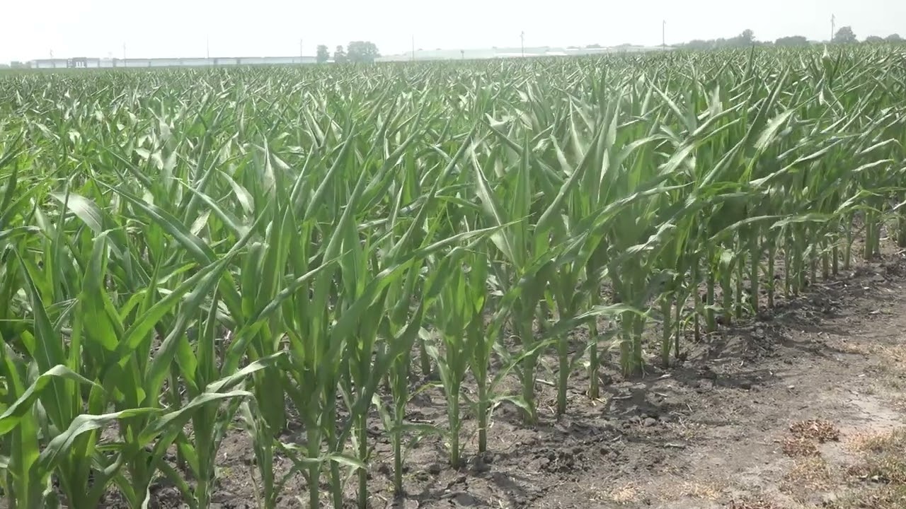 FPS corn update