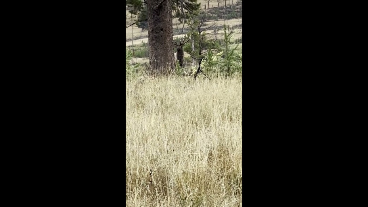 Elk Bugle in the Bob Marshall Wilderness