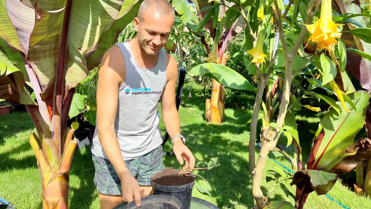 Colocasia Burgundy Stem. Nowa roślina, przesadzanie.
