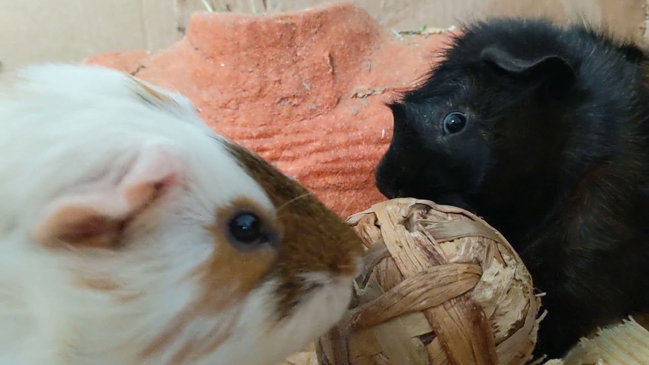 Happy Guinea Pig Noises